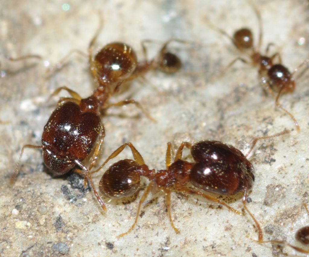 Pheidole pallidula scure